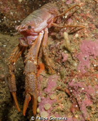 Langostino by Felipe Gonzalez 